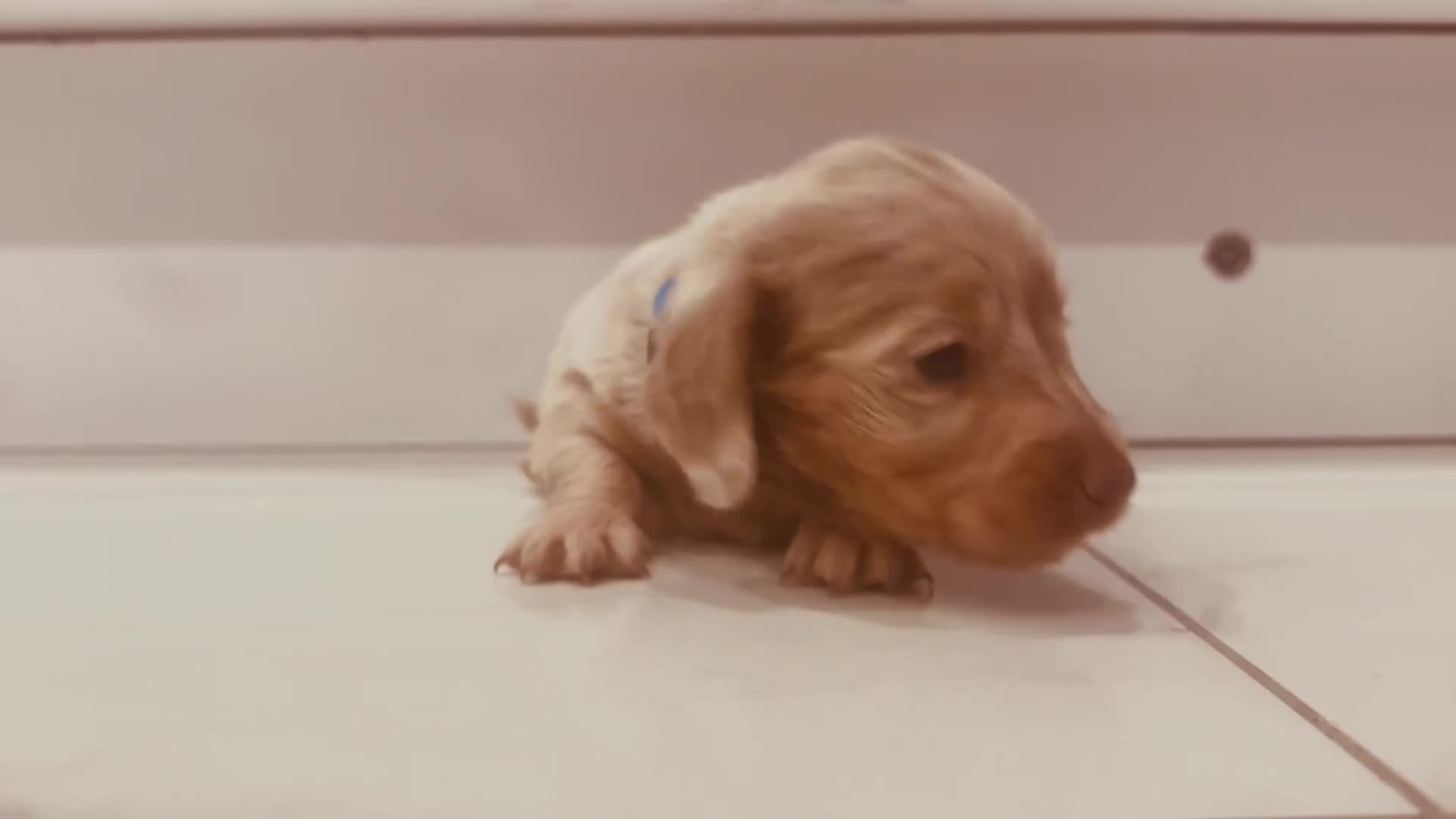 Miniature Dachshund dogs for sale: Last 2 blue&tan girls kc longhair mini dachshunds - Video 2