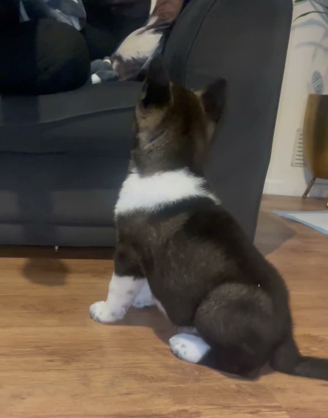 Akita dogs for sale: Pick of litter male,  - Video 1