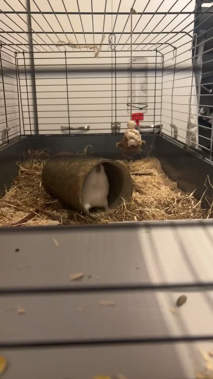 Guinea Pig rodents for sale: 2 White Hair Guinea Pigs in Bangor - Video 1