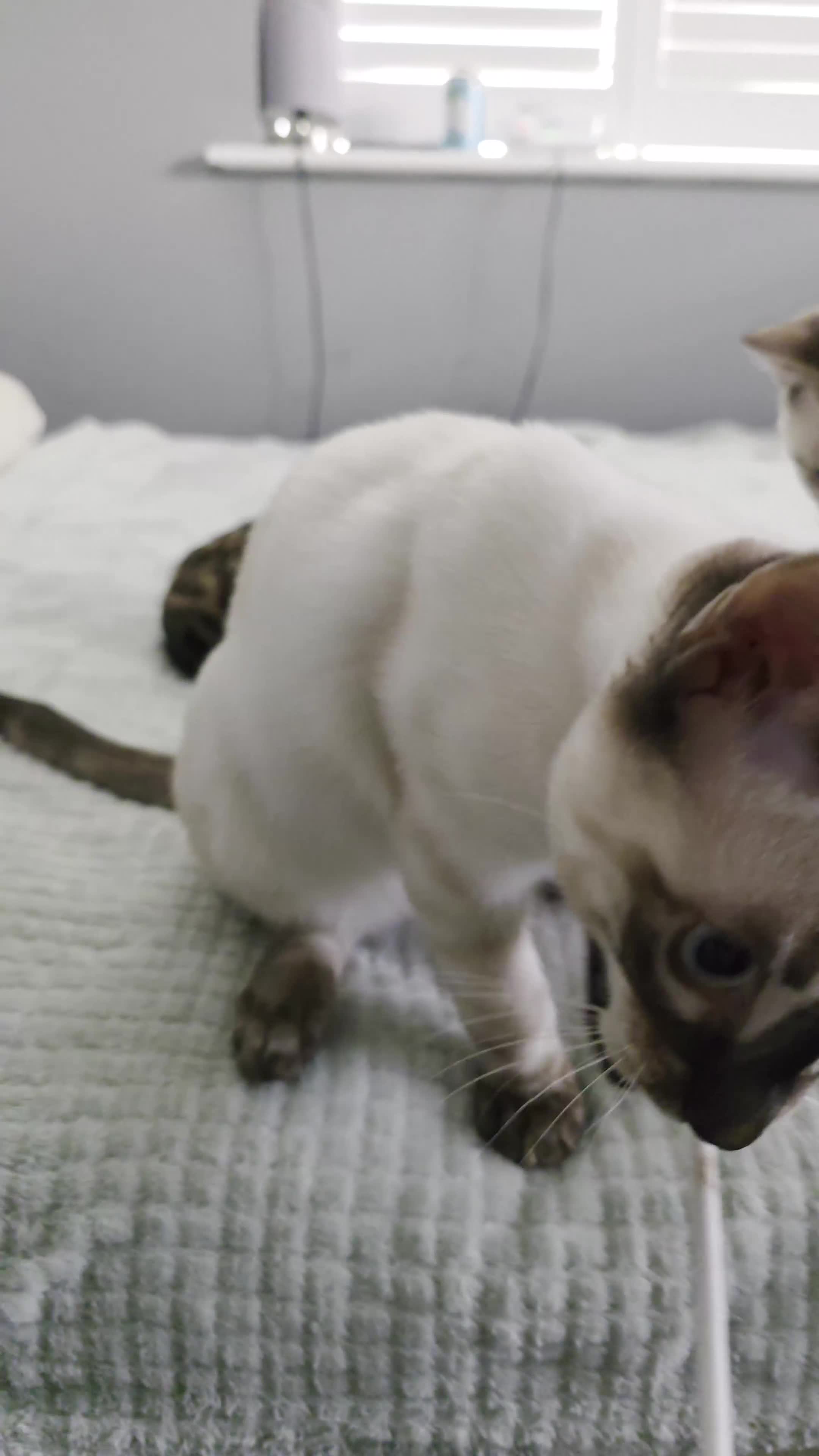 Bengal cats for sale:  CHAMPION LINE Top Quality Bengal -DNA Tested - Video 1