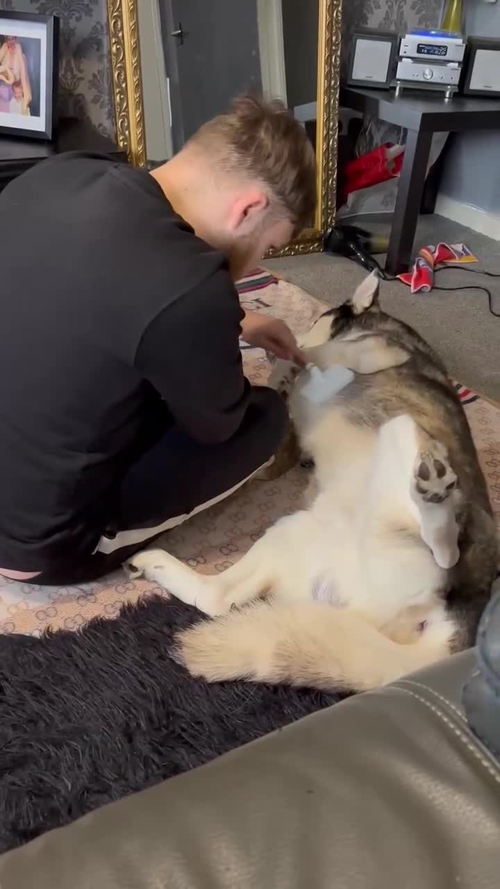 Siberian Husky dogs for sale: Siberian husky puppy - Video 2