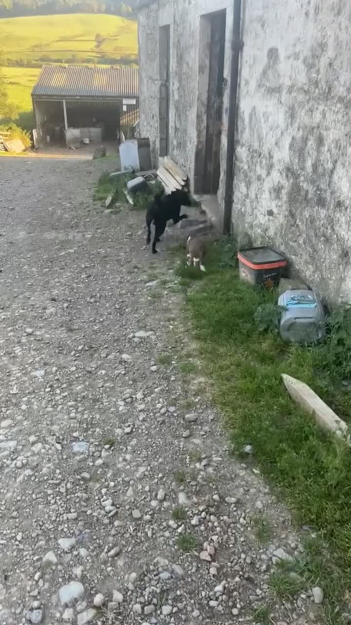 Border Collie dogs for sale: Collie pups  - Video 2