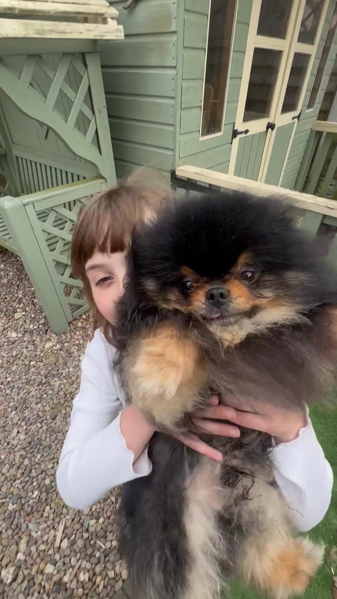 Pomeranian dogs for sale: *MINIATURE UNIQUE RARE tan toy Pomeranian boy 3yr* - Video 4
