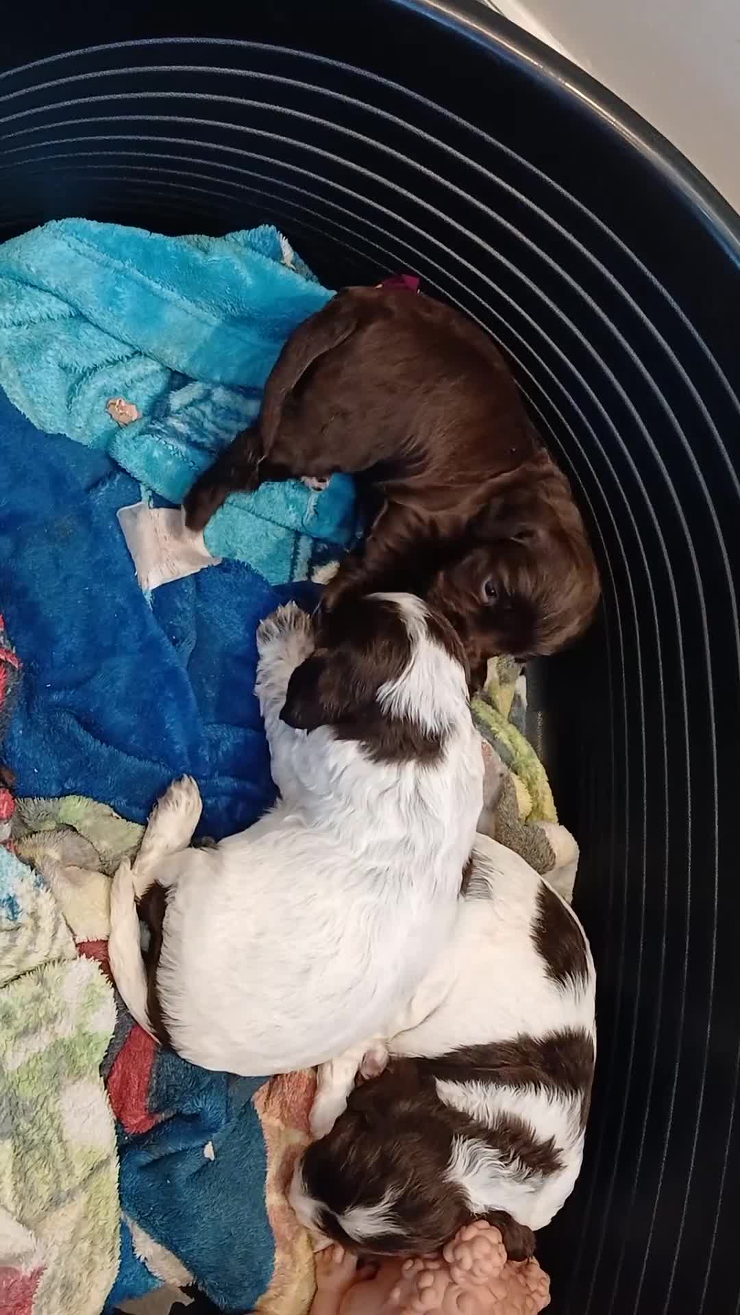 Sprocker dogs for sale: Cocker spaniel - Video 1