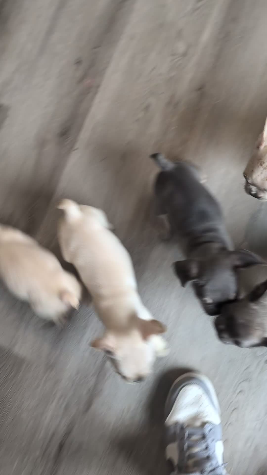 French Bulldog dogs for sale: French bulldog puppy's  - Video 2