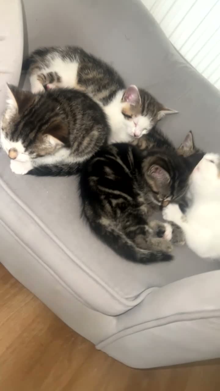 Mixed Breed cats for sale: Kittens  - Video 2