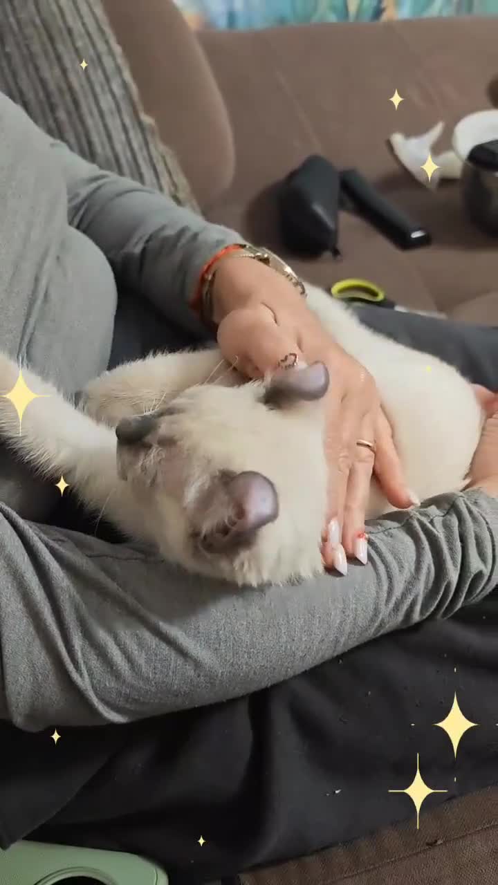 American Curl cats for sale: RARE, Unique, Affectionate American Curl Kittens!  - Video 3