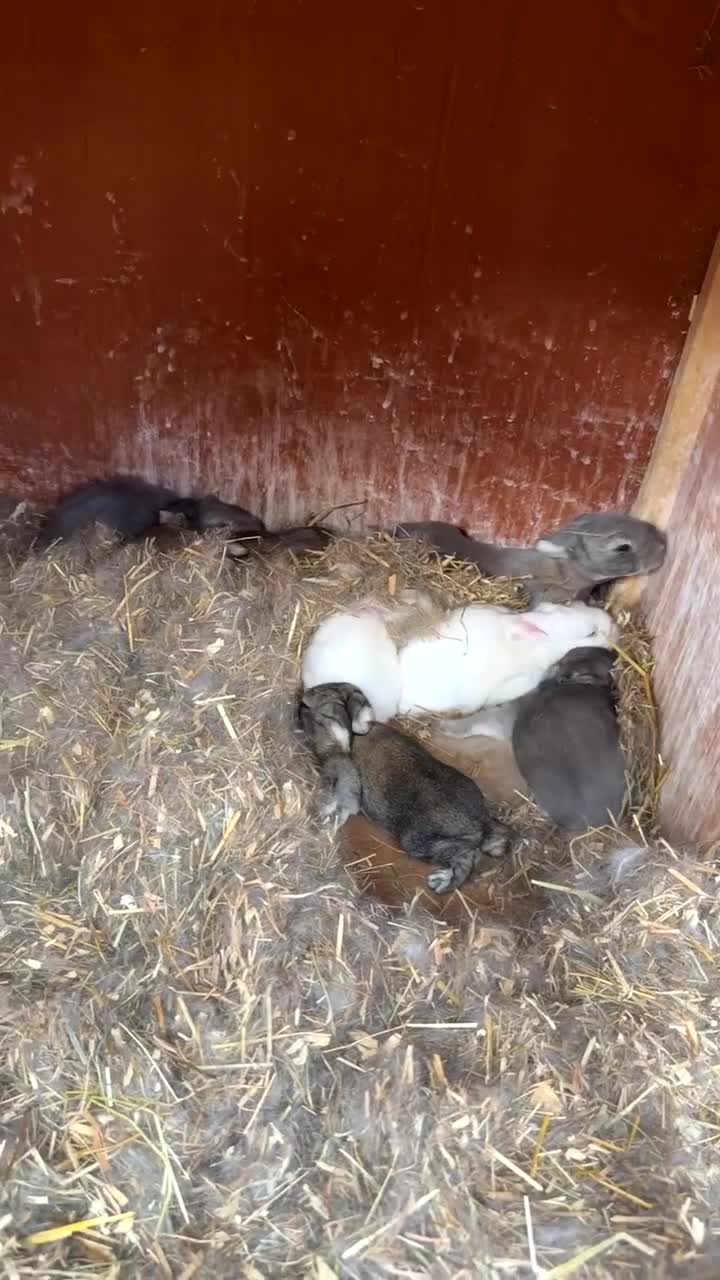 Flemish rabbits for sale: Flemish rabbits  in Hartlepool - Video 3