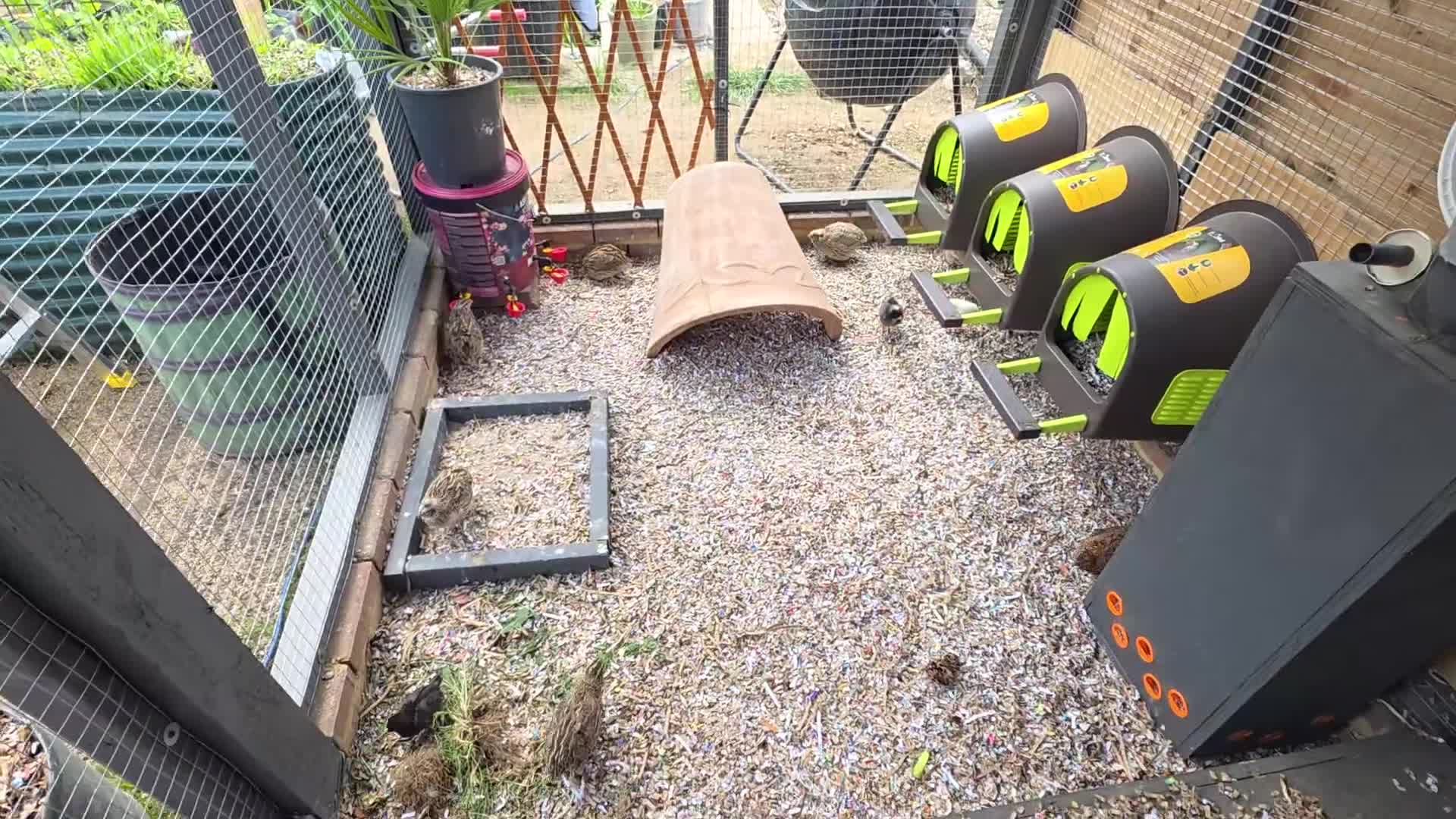 Mixed Breed birds for sale: Quails - Video 2