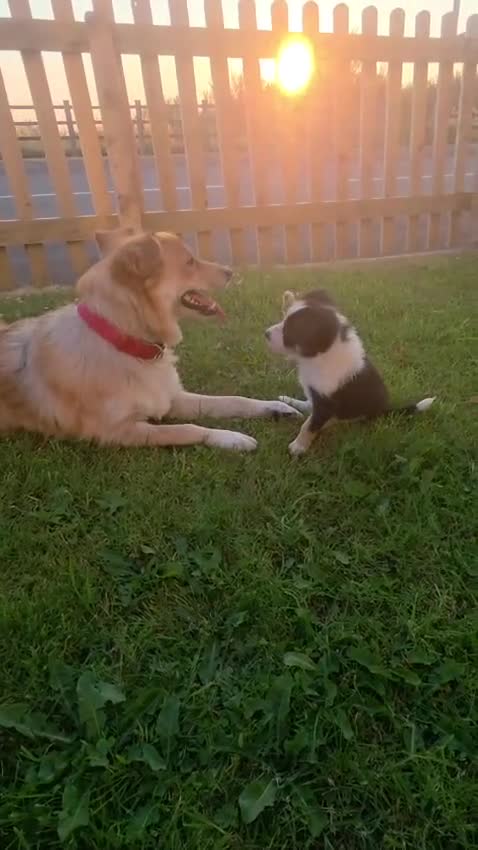 Mixed Breed dogs for sale: 🐶 Gorgeous Border Collie Cross Puppies - Video 1