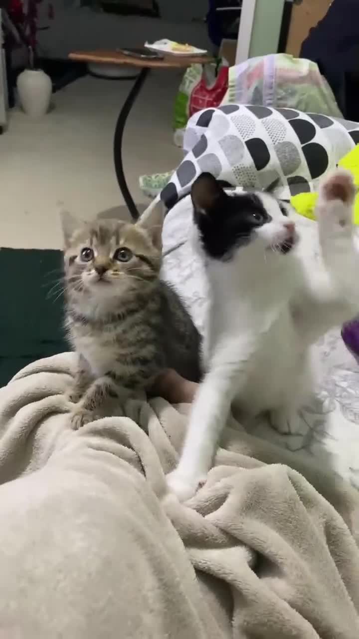 Mixed Breed cats for sale: 2 playful friendly kitten for sale - Video 1