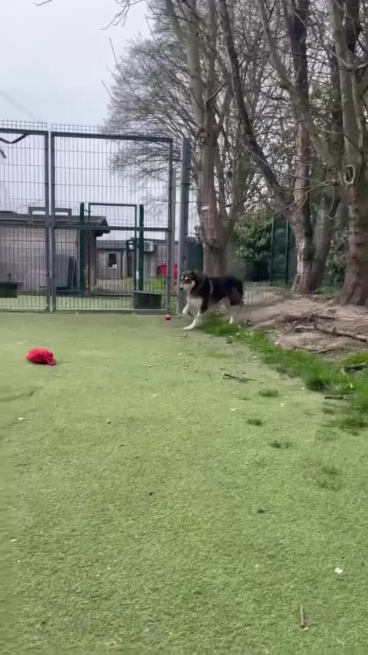 Mixed Breed dogs for adoption: Ralphie - Video 2