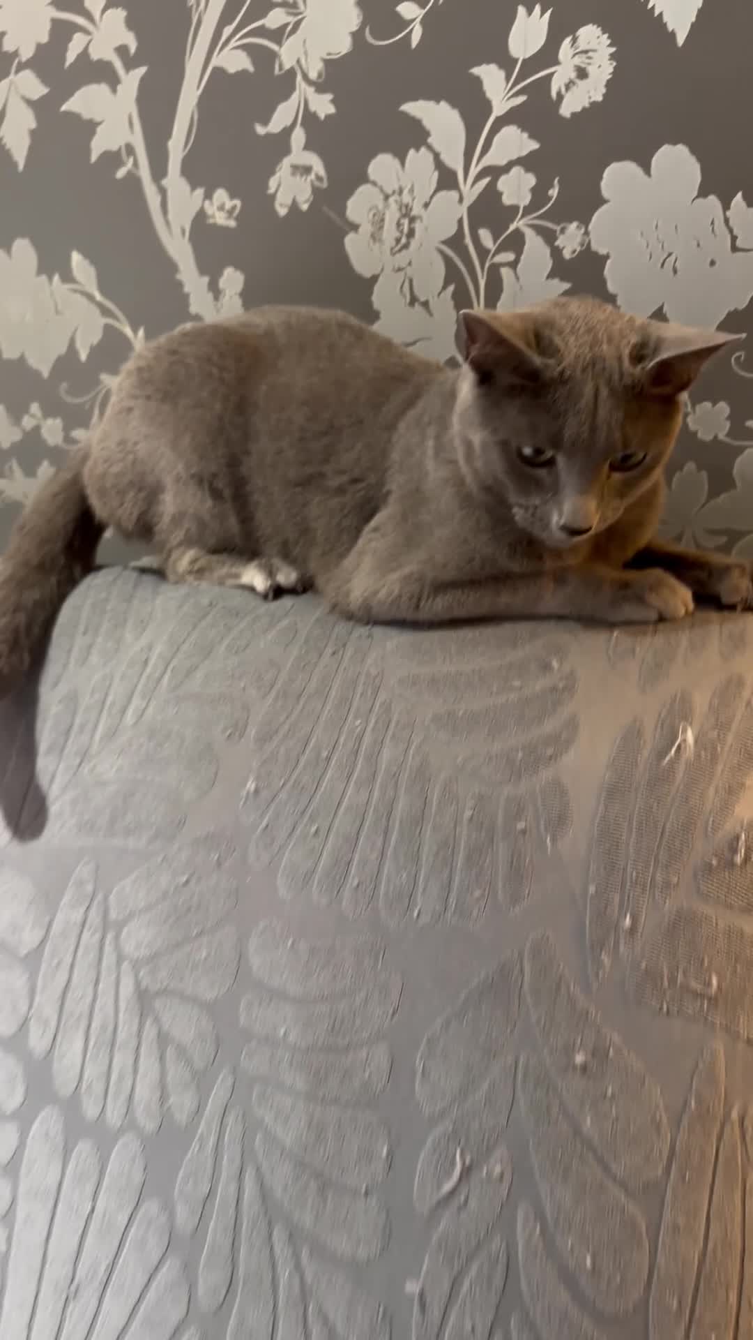 Russian Blue cats for sale:  friendly Russian blue excellent with kids - Video 2