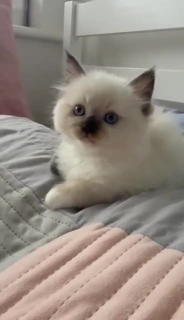Ragdoll cats for sale: Seal Point Ragdoll looking for forever home - Video 1