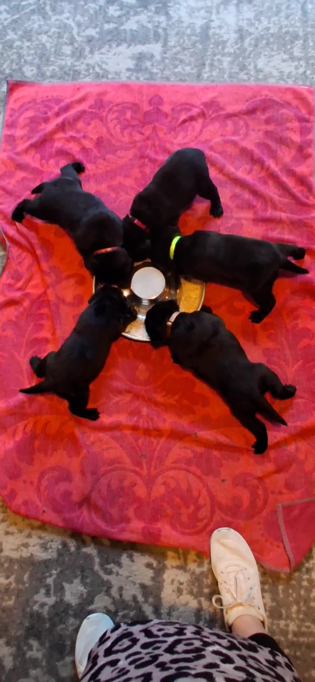 Labrador Retriever dogs for sale: Beautiful black Labrador puppies  - Video 1