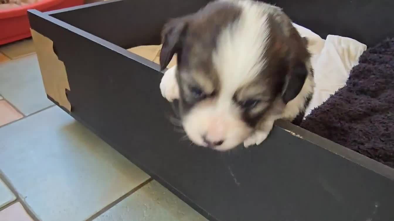 Welsh Corgi Pembroke dogs for sale: Adorable Pembroke corgi pups, KC registered - Video 1