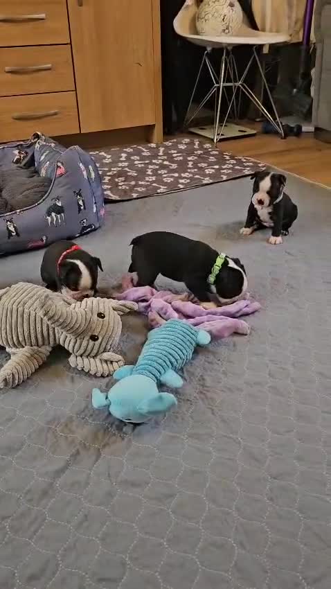 Boston Terrier dogs for sale: Boston Terrier 5* puppies - Video 1