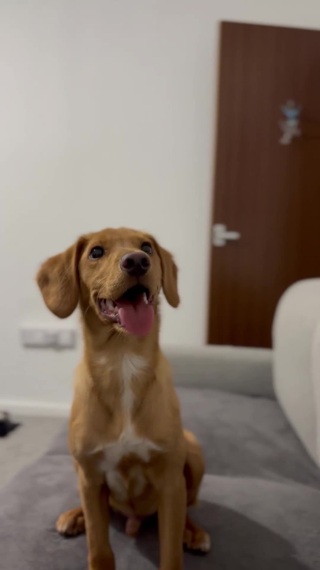 Cockerdor dogs for sale: Lab/Spaniel puppy - Video 1