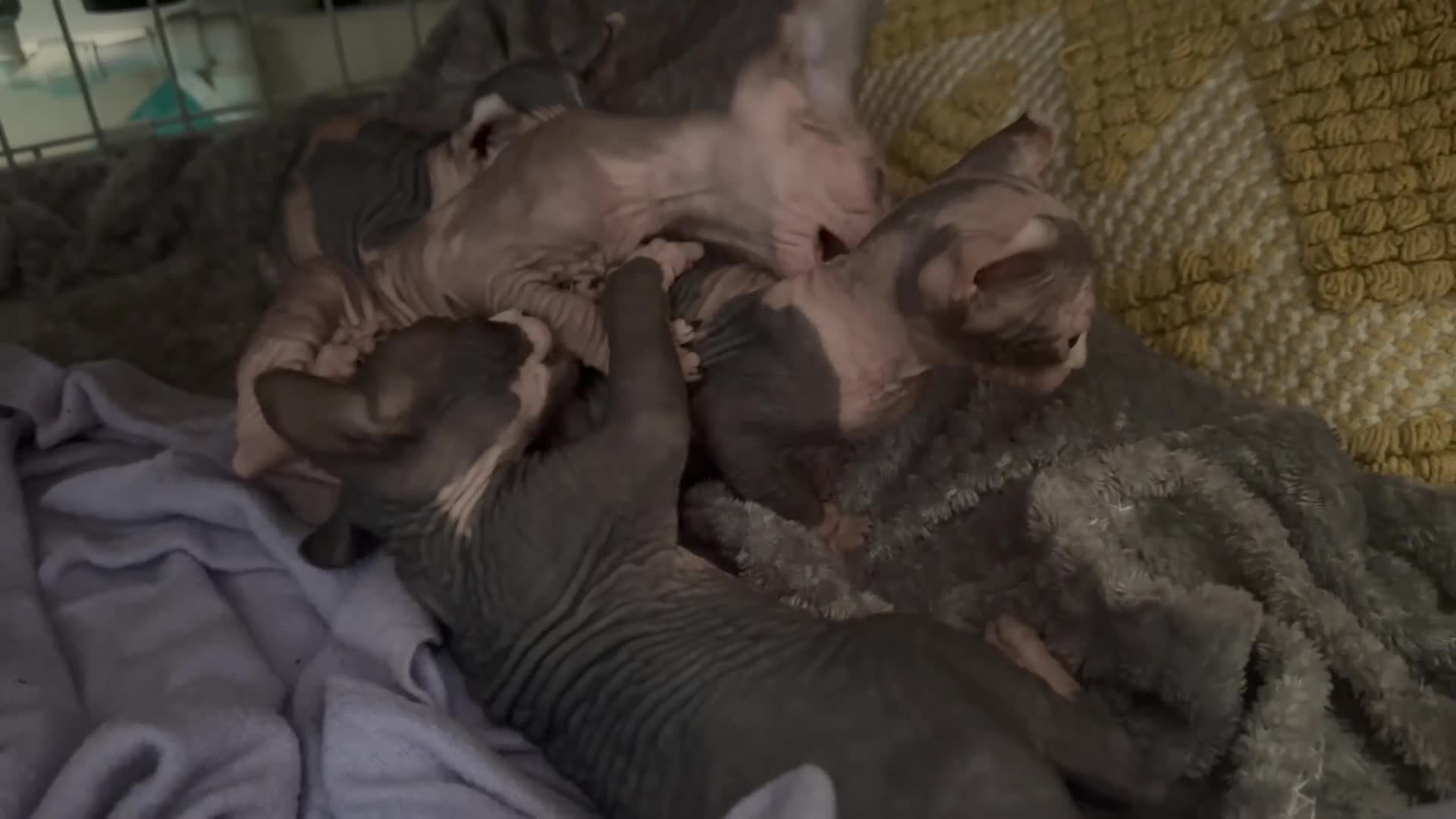 Sphynx cats for sale: Adorable sphinx kittens - Video 3