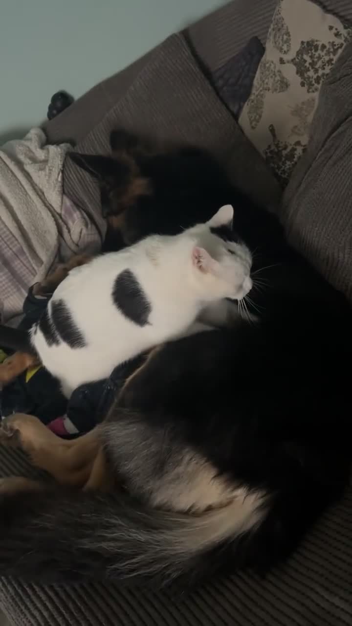 Domestic Shorthair cats for sale: TWO CATS NEED REHOMING TOGETHER  - Video 5