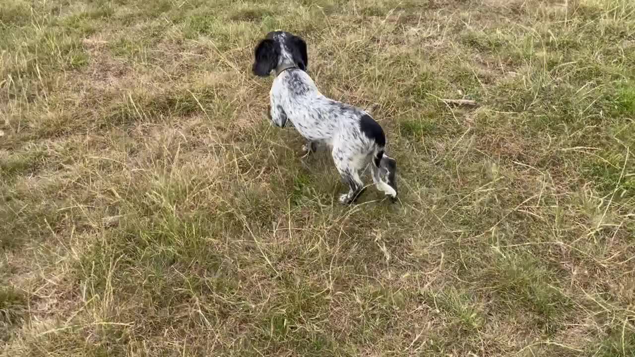 Sprocker dogs for sale: Sprocker pup - Video 2