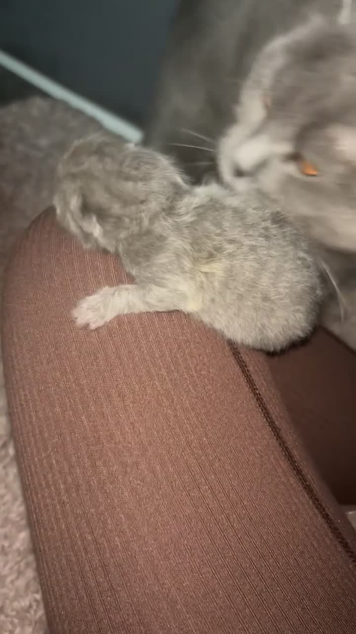 British Shorthair cats for sale: Adorable British shorthair kittens 🐱  - Video 3