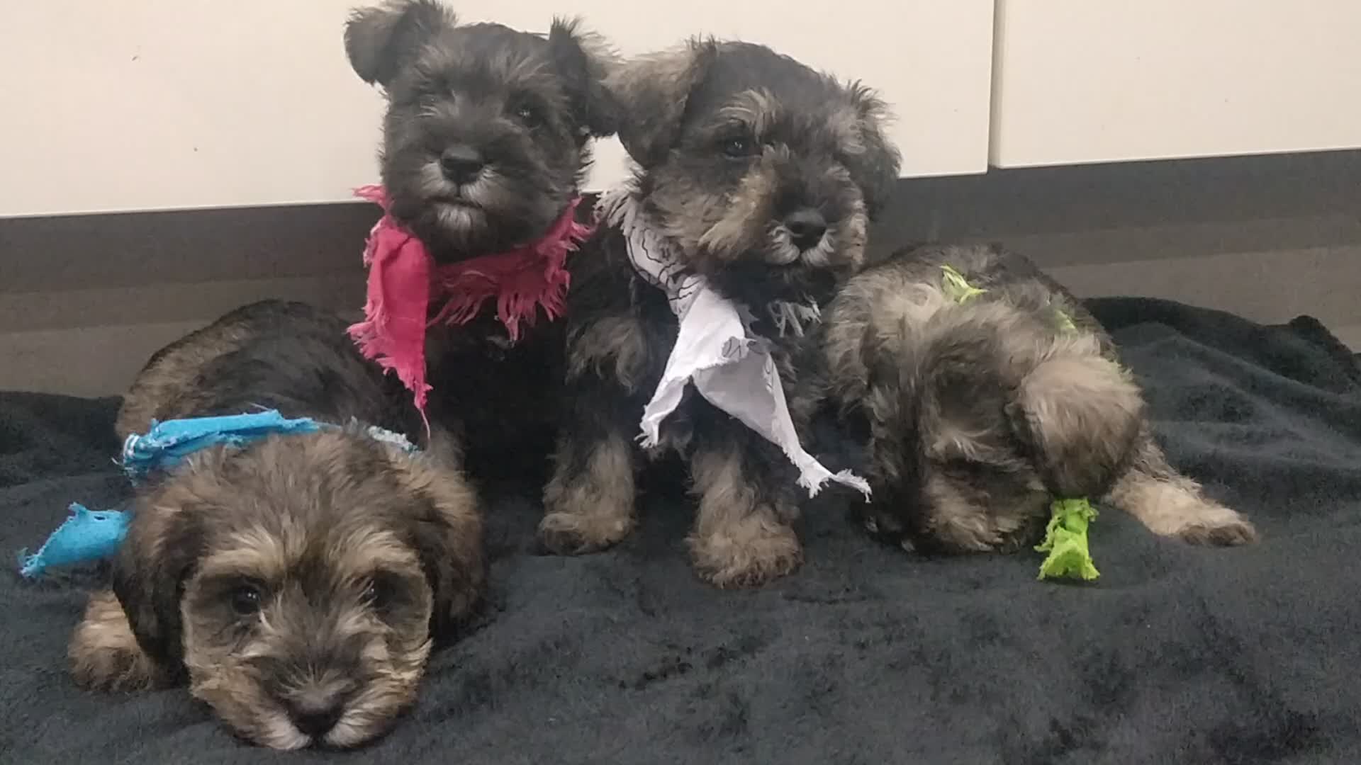 Miniature Schnauzer dogs for sale: Miniature Schnauzer puppy for sale  - Video 3