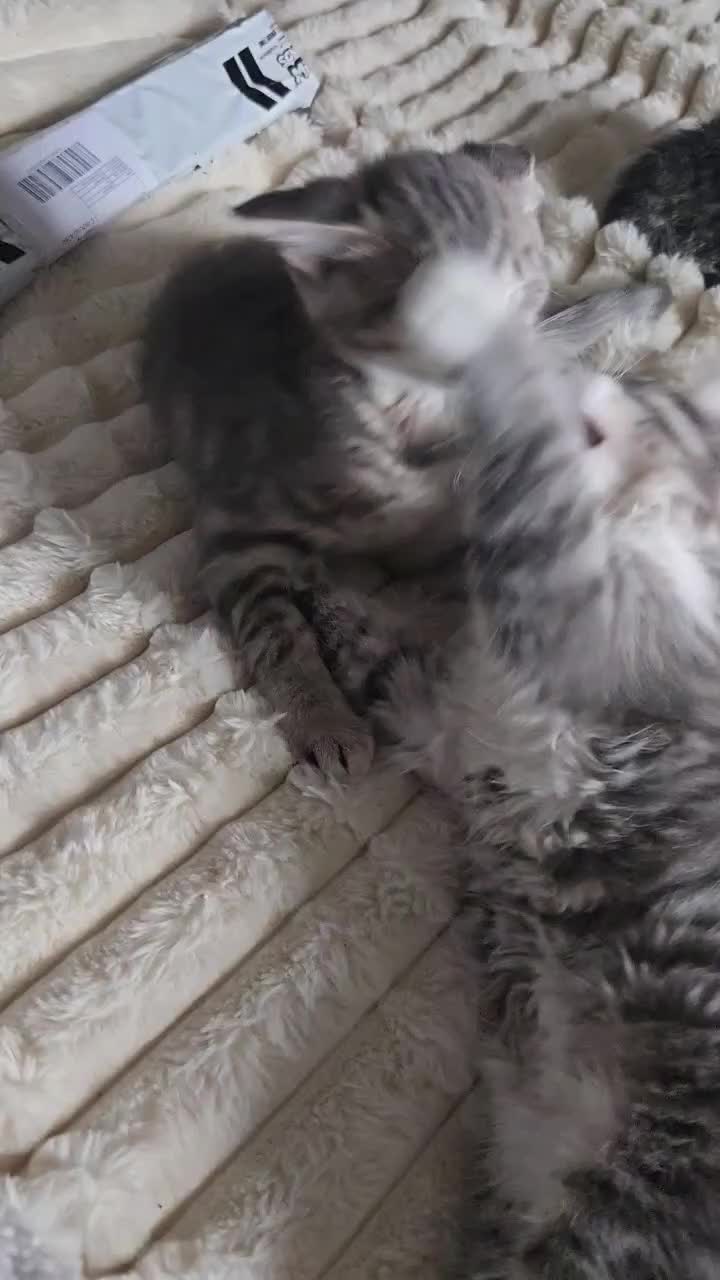 Mixed Breed cats for sale: Main Coon x  - Video 1