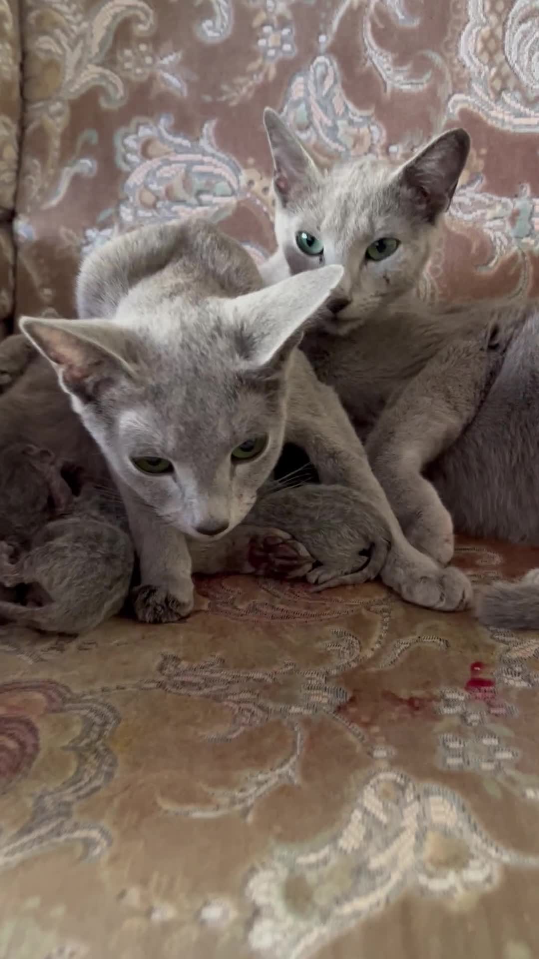 Russian Blue cats for sale: American lines Russian Blue Kittens. - Video 1