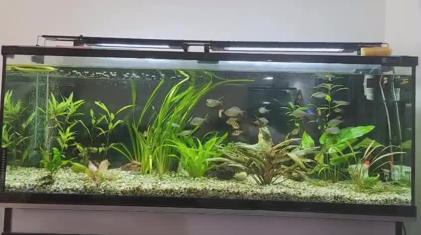 Other/Mixed Breed fish for sale: 182 litre aqua one full set up  - Video 1