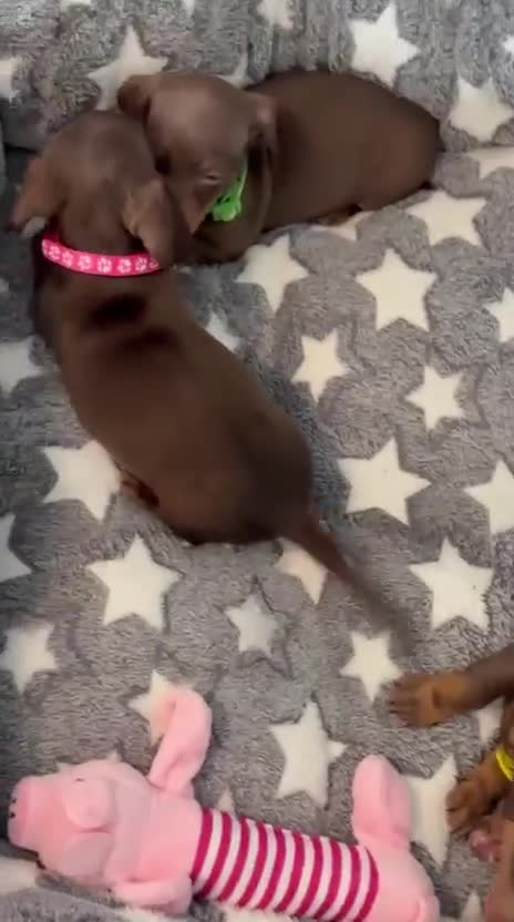 Miniature Dachshund dogs for sale: Beautiful Chocolate & Tan K.C Registered Puppies - Video 3