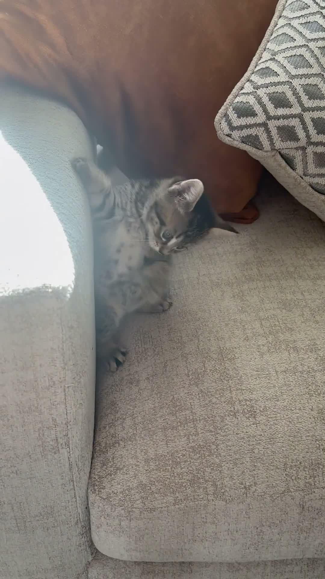 Mixed Breed cats for sale: Tabby cat  - Video 1