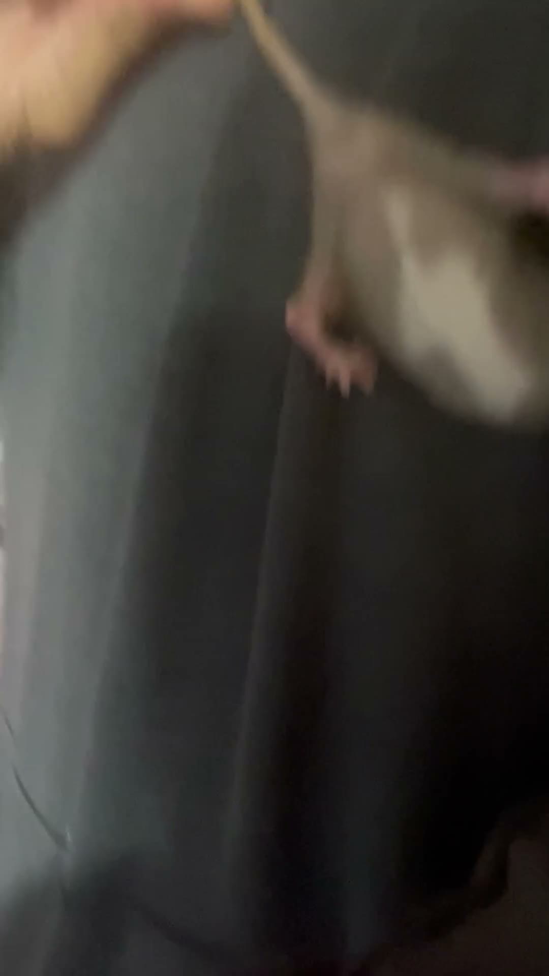 Rat rodents for sale: Baby rat  - Video 2