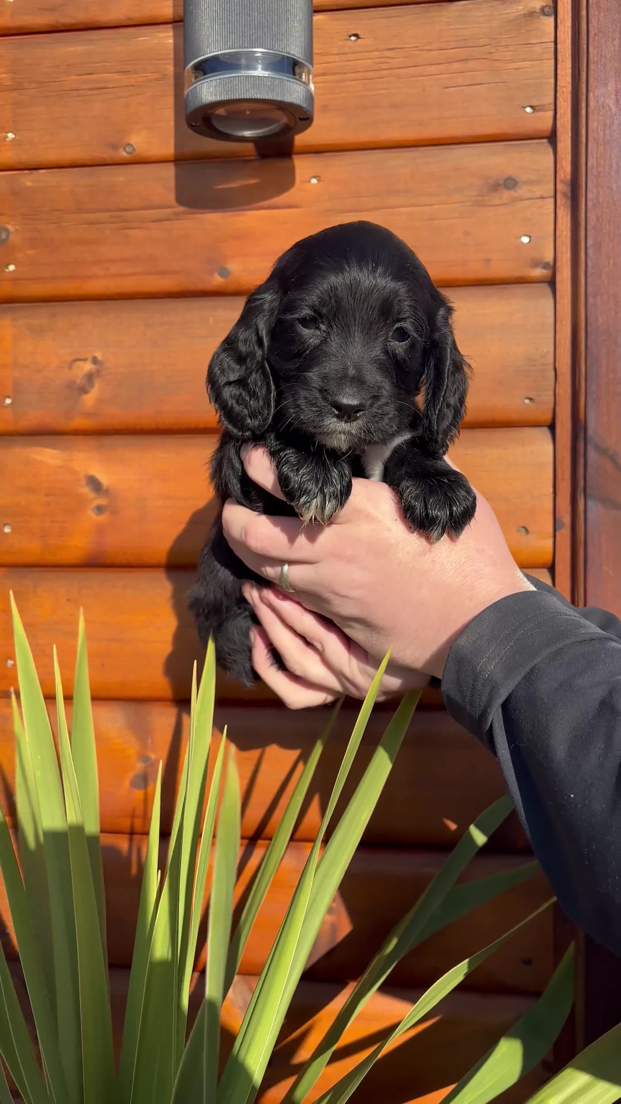 Cocker Spaniel dogs for sale: Cocker spaniel puppies  - Video 1