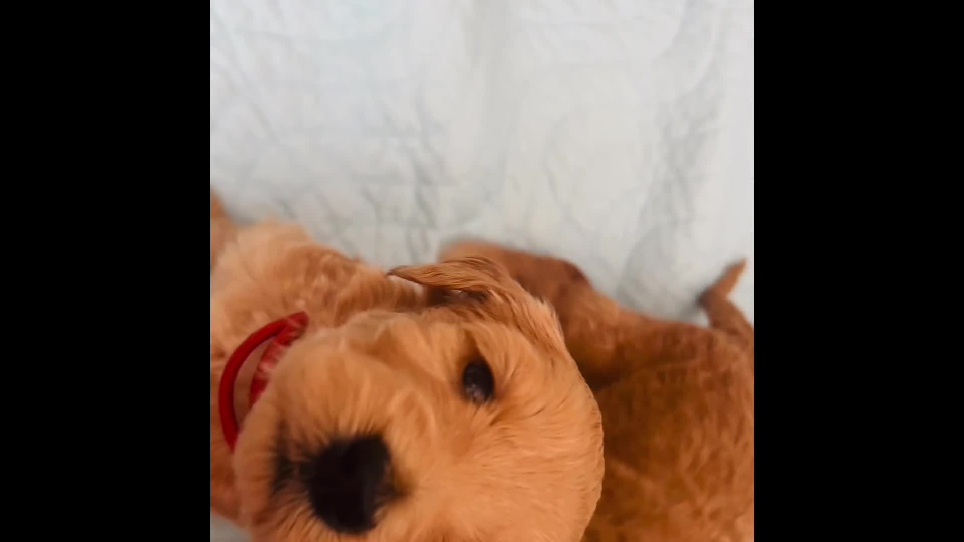 Australian Labradoodle dogs for sale: Super Top Quality Medium Australian Labradoodles - Video 1