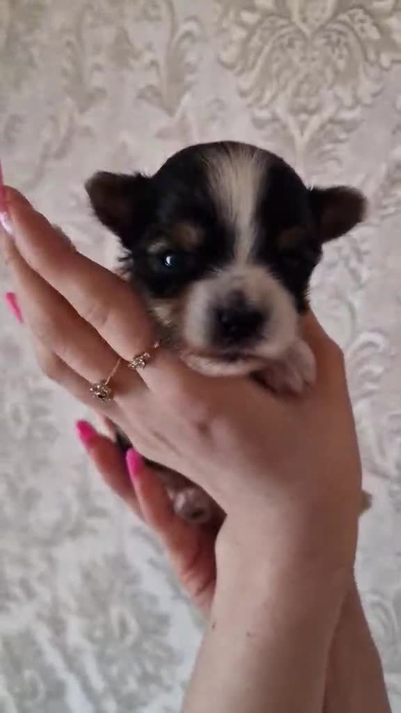 Biewer Terrier dogs for sale: Biewer boys - Video 1