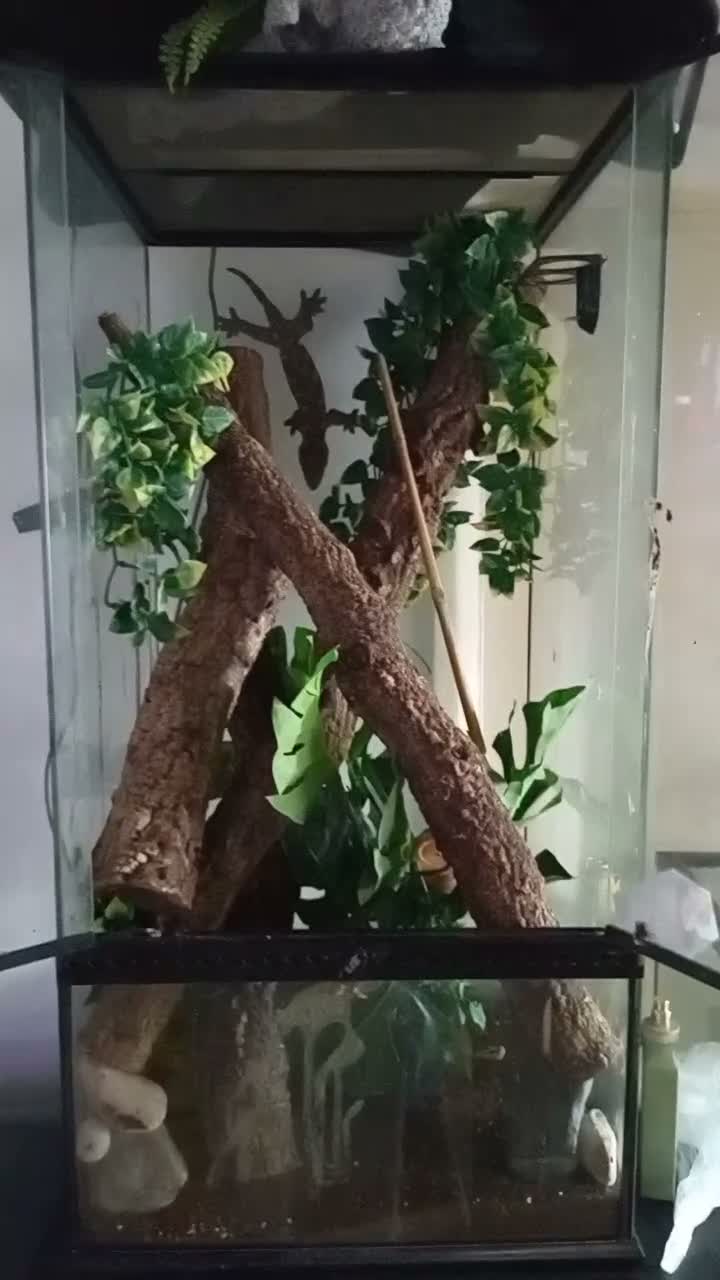 Gecko reptiles for sale: Amazing female leachie with setup for sale - Video 3