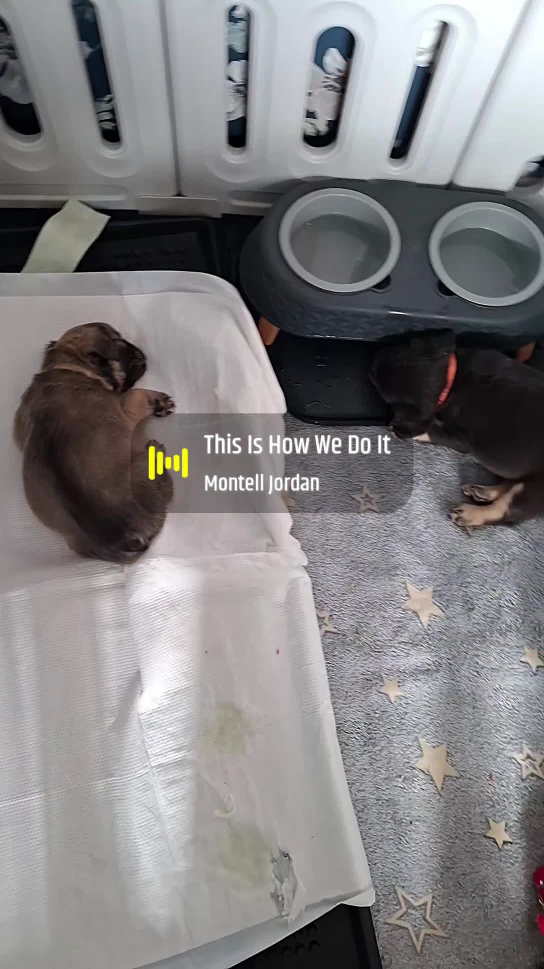 French Bulldog dogs for sale: Exotic coloured visual fluffy frenchies  - Video 3