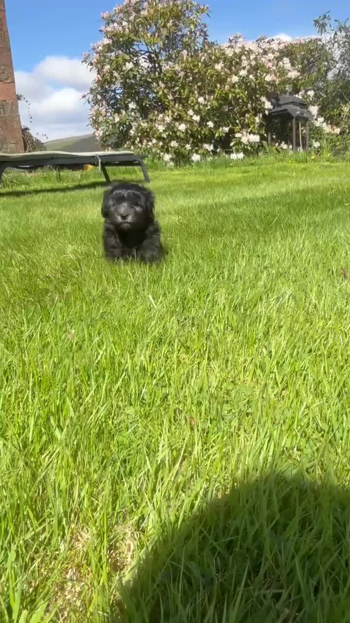 Maltipoo dogs for sale: Maltipoo puppies  - Video 3