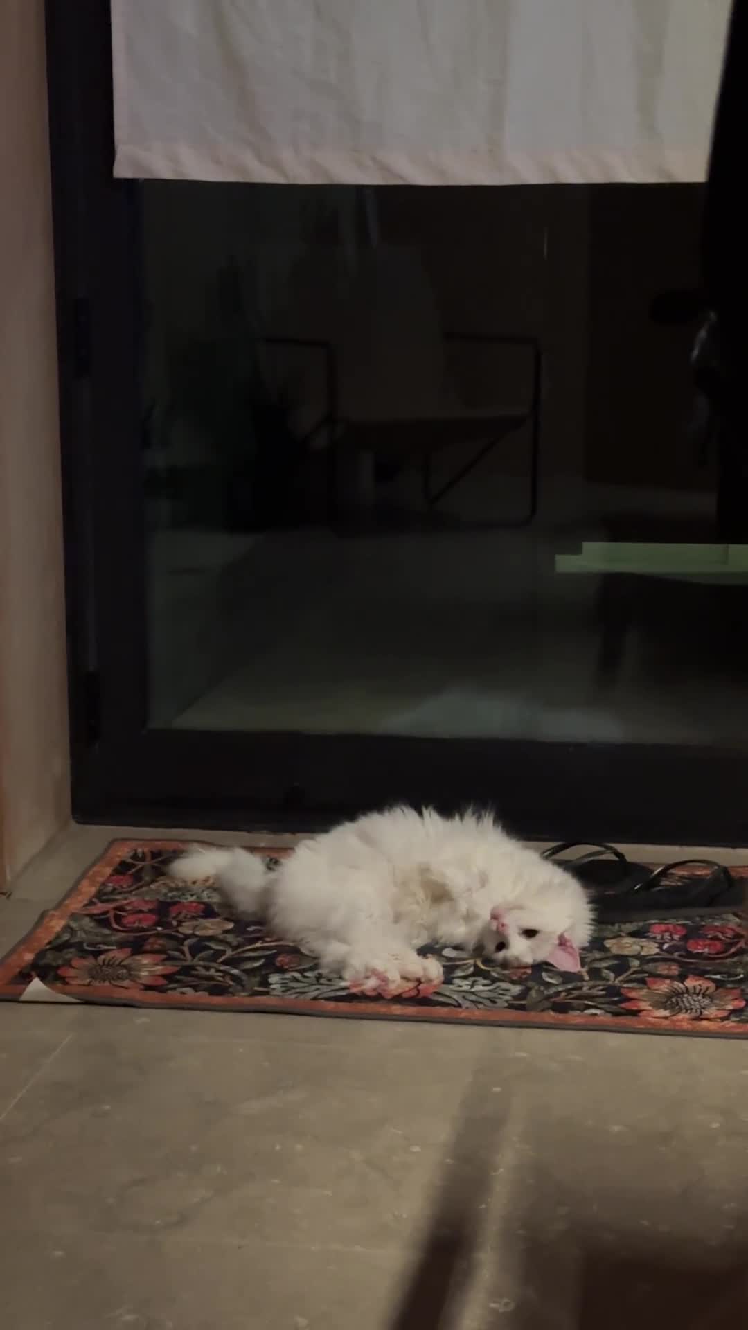 Turkish Angora cats for sale: Meet Princess —cat for a calm, loving home - Video 1