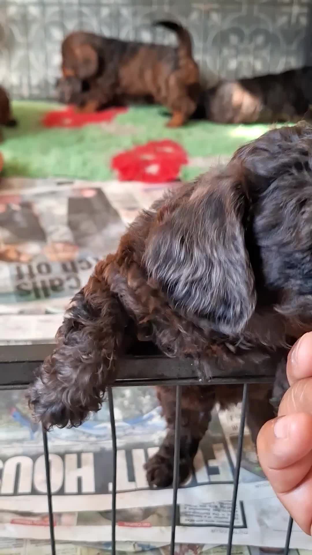 Miniature Dachshund dogs for sale: Gorgeous Mini-Wire Dachsund Doodle pups - Video 1