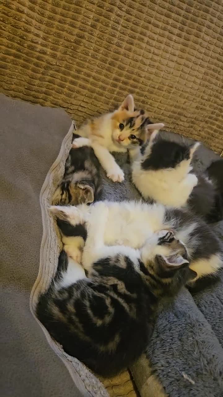 Mixed Breed cats for sale: Mixture of Colour kittens in Birmingham - Video 2