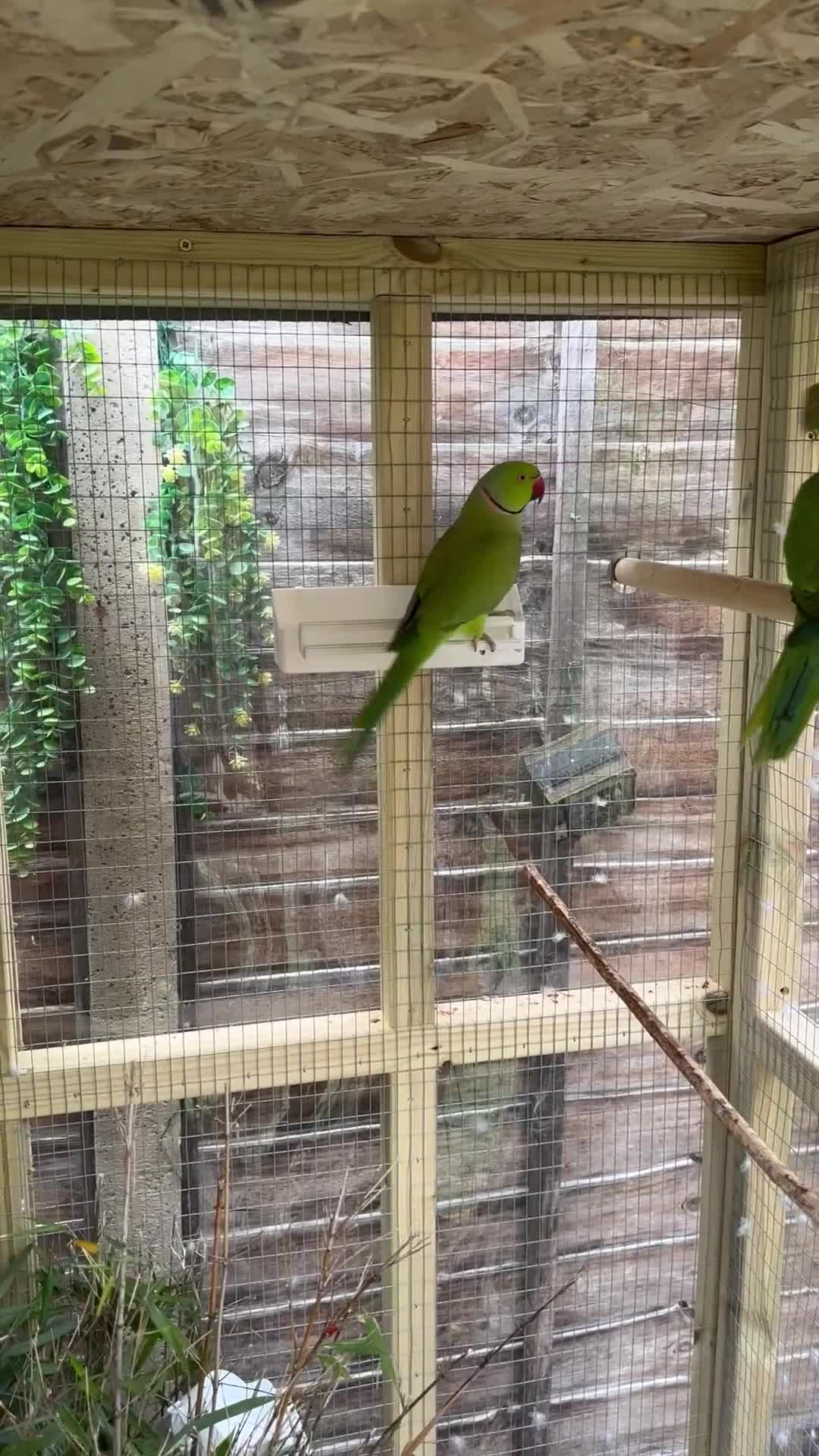 Ringnecks birds for sale: Lovely proven pair of ring necks  in Hitchin - Video 1