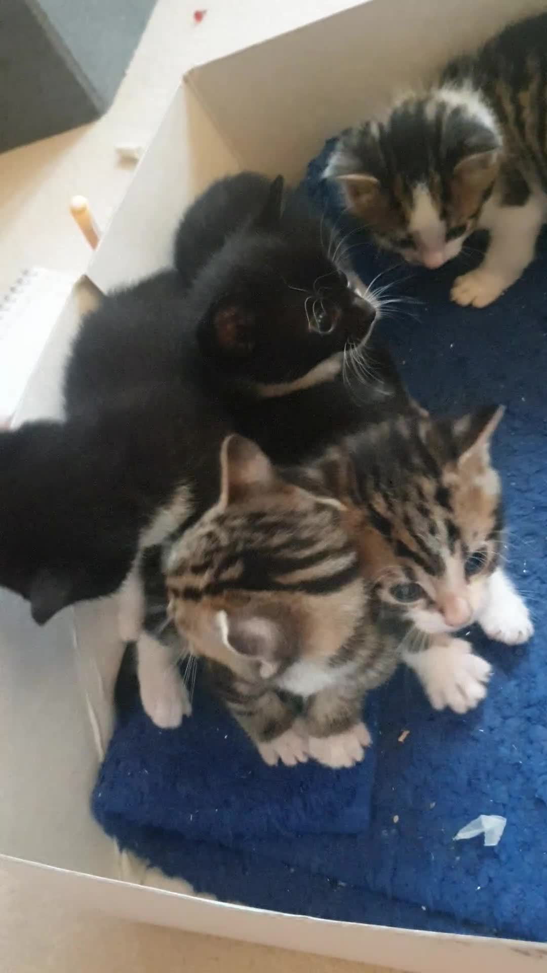 Mixed Breed cats for sale: Sweet Black & White & Tabby Kittens - Video 3