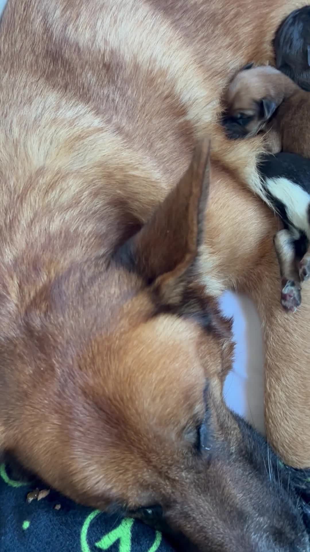 Mixed Breed dogs for sale: GSD x Lab  - Video 1