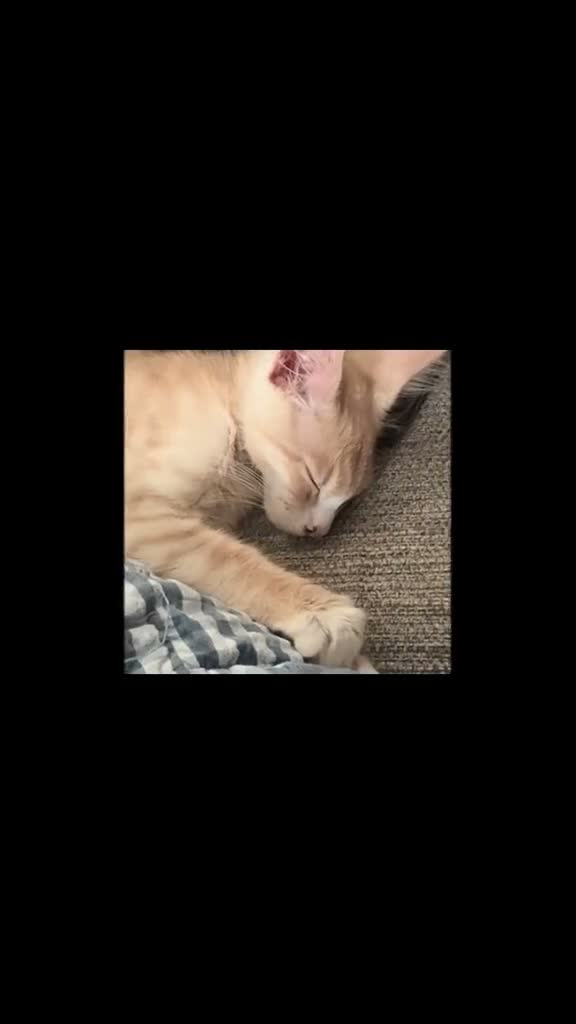 Maine Coon cats for sale: 🐾 Tica registered Maine coon kittens  - Video 2