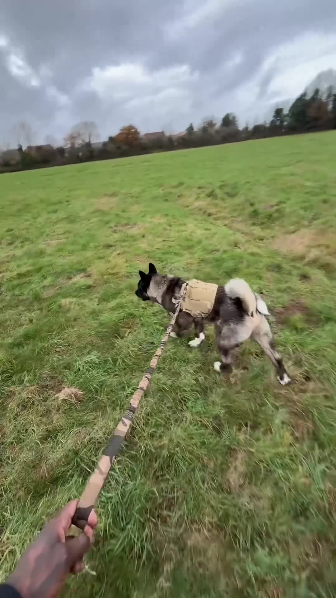 Akita dogs for sale: Adult American Akita Male 3years Old - Video 1