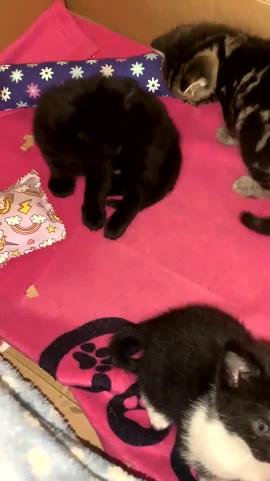 Domestic Shorthair cats for sale: 3 kittens looking for a forever home  - Video 2
