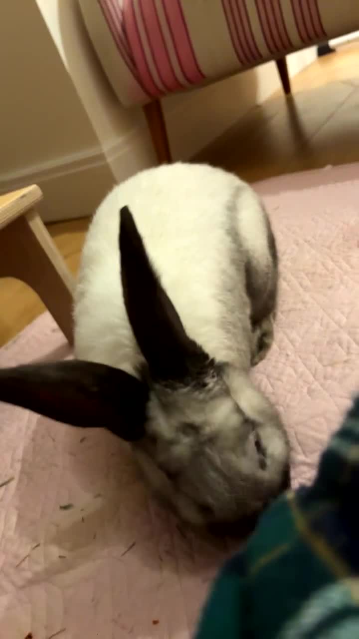 Sallander rabbits for sale: Handsome Sallander male rabbit  - Video 3