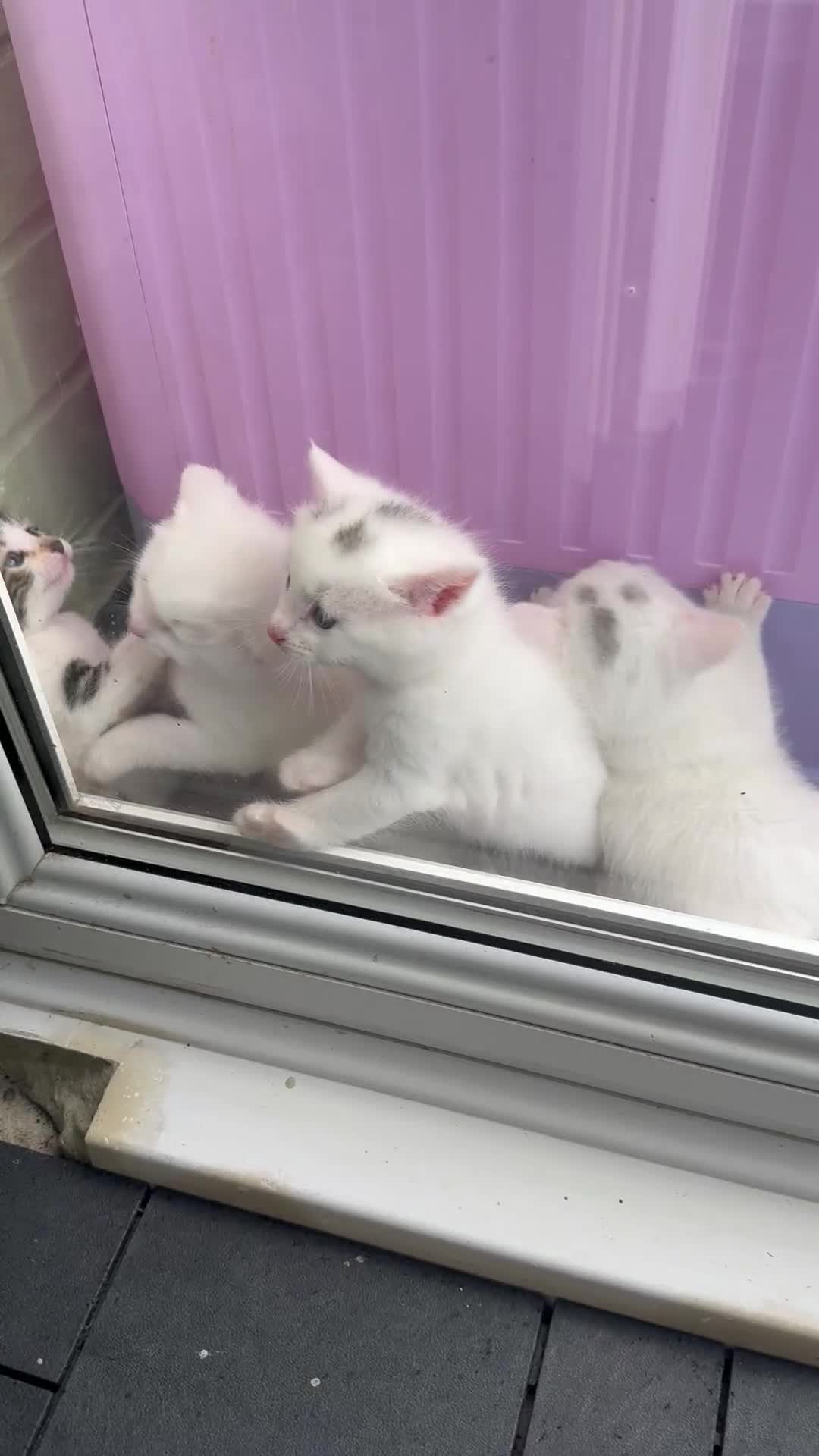 Khao Manee cats for sale: 6 kittens. 2 male and 4 female  - Video 1